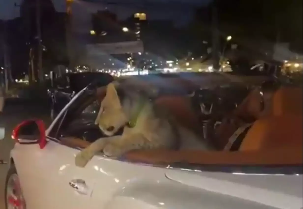 Έβγαλε βόλτα το λιοντάρι της με το αυτοκίνητο και συνελήφθη (Video)