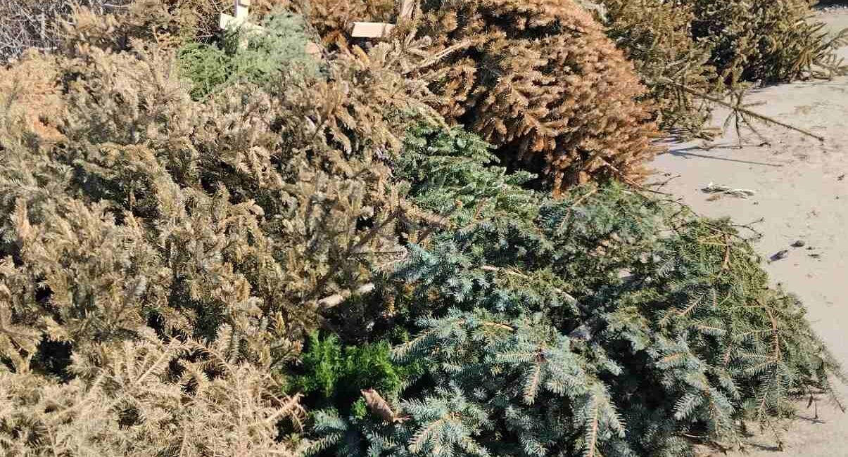 Θεσσαλονίκη: Έγινε και φέτος ανακύκλωση των φυσικών χριστουγεννιάτικων δέντρων από το δήμο Θέρμης
