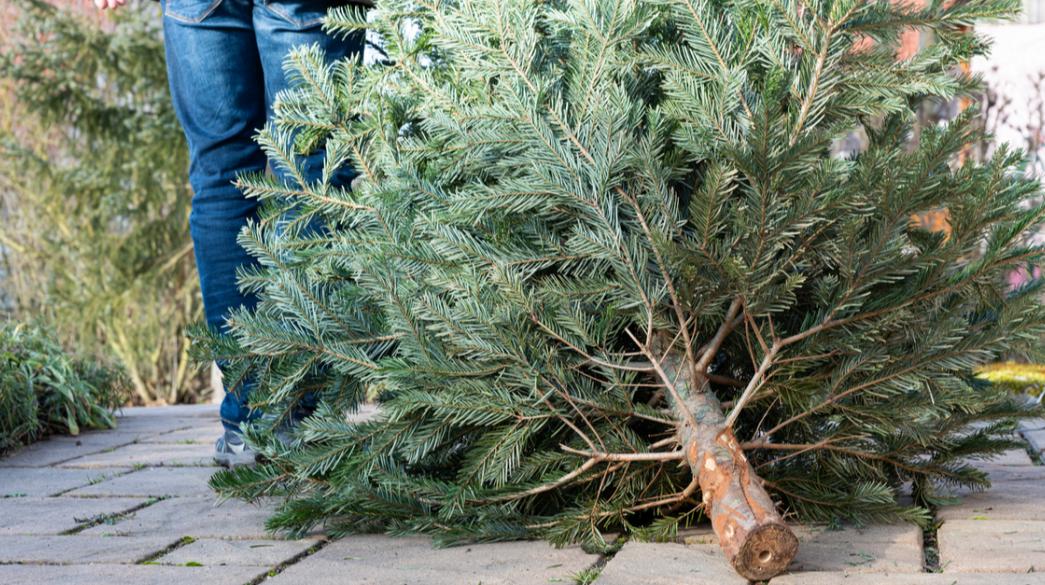 Θεσσαλονίκη: Ανακυκλώνει από σήμερα τα Χριστουγεννιάτικα δέντρα ο Δήμος Θέρμης