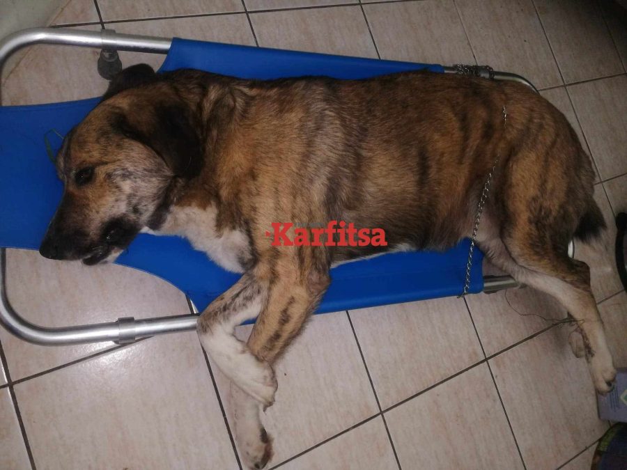 Φρίκη στην Κατερίνη: Πυροβόλησαν και σκότωσαν αδέσποτο σκύλο – Περισσότερα από 30 σκάγια στο σώμα του (ΦΩΤΟ)