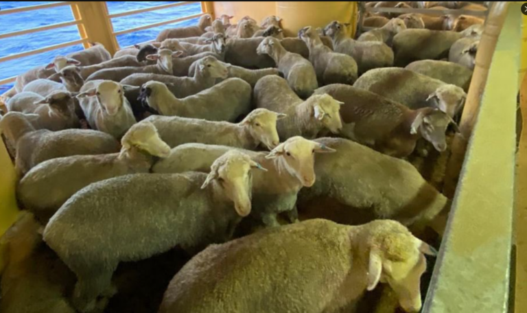 Αυστραλία: Εγκλωβισμένα επί ένα μήνα ζώα που θα μεταφέρονταν στο Ισραήλ – «Απαγορευτικό» στο πλοίο MV Bahijah λόγω των Χούθι