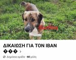 «Δικαίωση για τον Ιβάν» - Διαδικτυακή εκστρατεία για να βρεθεί αυτός που πυροβόλησε 30 φορές σκύλο στην Κατερίνη