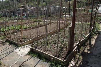 Θεσσαλονίκη: Μία εβδομάδα έμεινε για την υποβολή αιτήσεων δωρεάν χρήσης των λαχανόκηπων στον Δήμο Νεάπολης-Συκεών