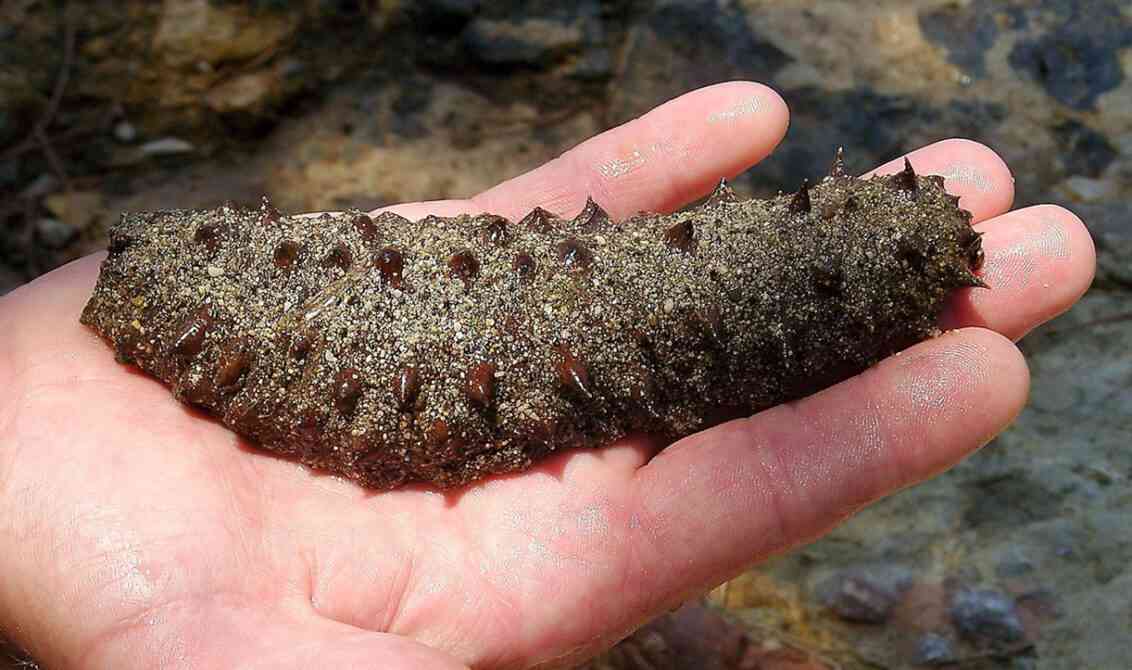 Καβάλα: Ψάρεψαν 72 κιλά ολοθούρια χωρίς άδεια