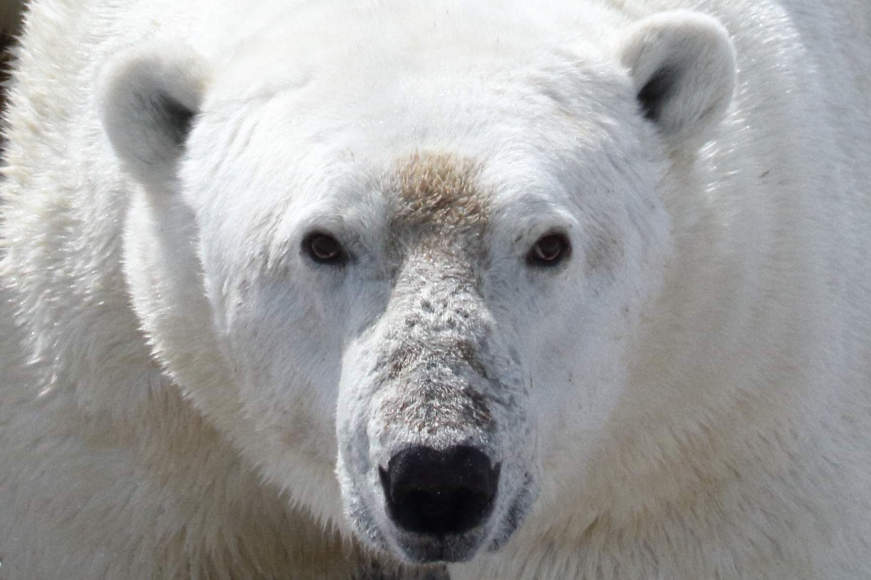 Περιβάλλον: Οι πολικές αρκούδες σε κίνδυνο λιμοκτονίας
