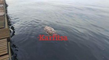Θεσσαλονίκη: Νεκρή θαλάσσια χελώνα ξεβράστηκε στο Θερμαϊκό (ΦΩΤΟ + Video)