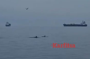 Θεσσαλονίκη: Δελφίνια εμφανίστηκαν και πάλι στον Θερμαϊκό (Video)