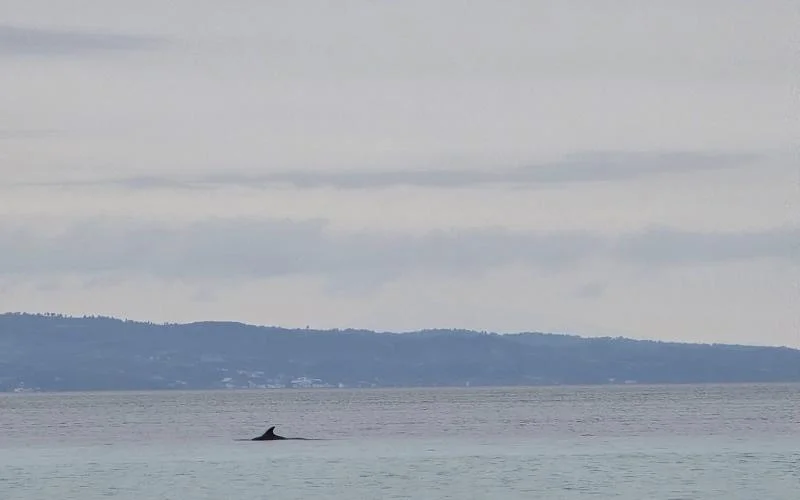 Χαλκιδική: Δελφίνι εντυπωσιάζει με τις βουτιές του στον Ν. Μαρμαρά (Video)
