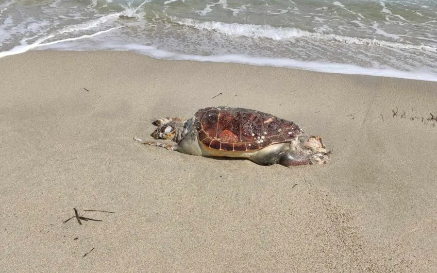 Θαλάσσια χελώνα ξεβράστηκε νεκρή σε παραλία (ΦΩΤΟ)