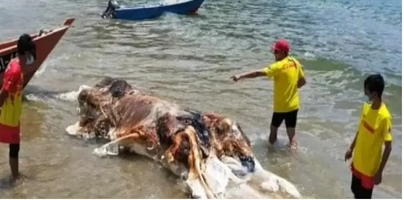 Μυστήριο πλάσμα ξεβράστηκε σε θάλασσα (Video)