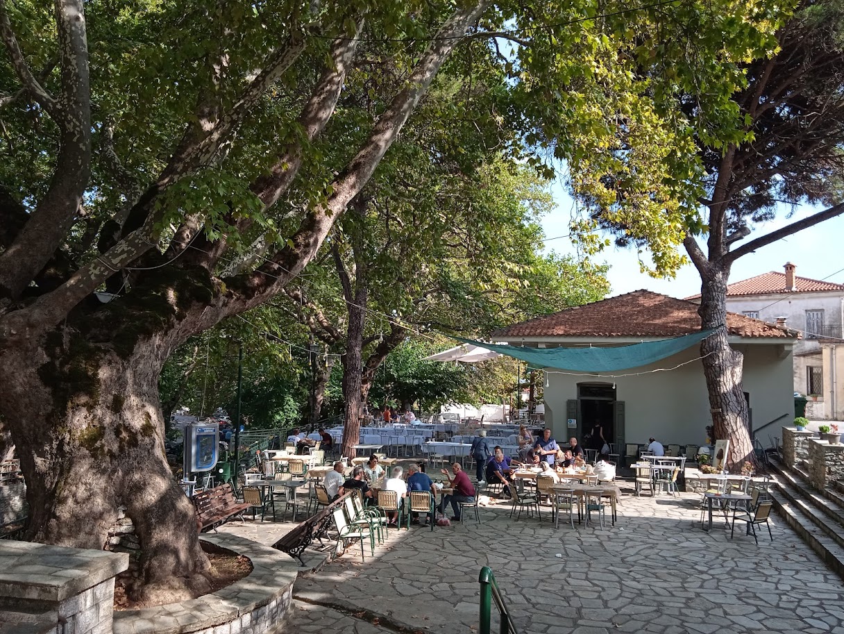 Σε τρεις περιοχές της Μακεδονίας εμφανίστηκε ο «εισαγόμενος» μύκητας που ξεραίνει τα πλατάνια – Αυστηρότερα μέτρα ζητούν οι δασολόγοι (ΦΩΤΟ)