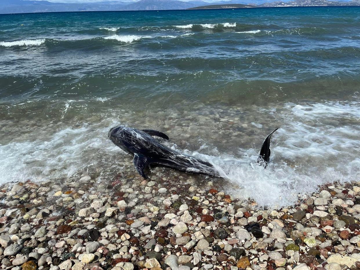 Ναύπλιο: Λουόμενοι έσωσαν δελφινάκι που παρασύρθηκε στα ρηχά στην παραλία των Ιρίων