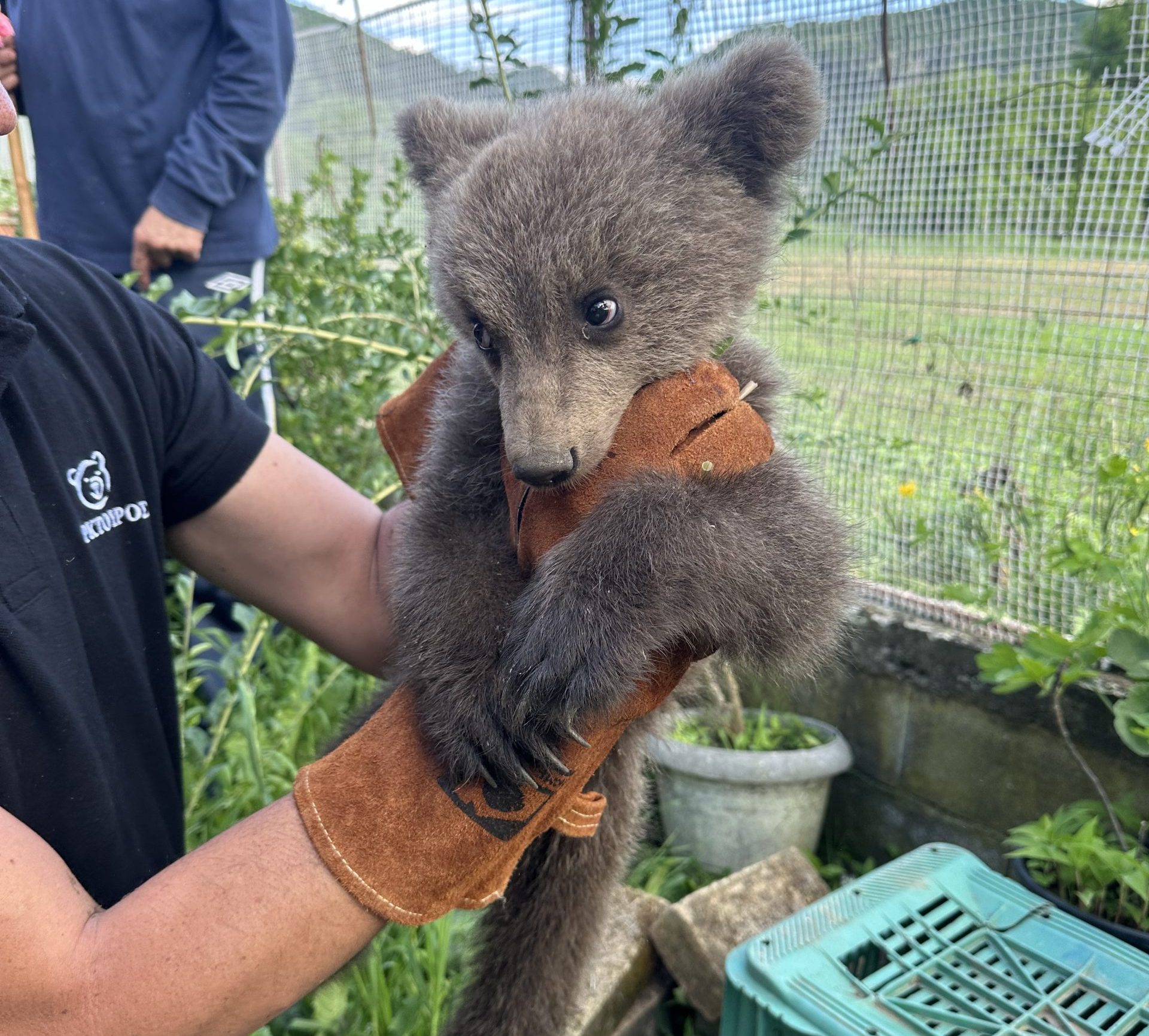 Ορφανό αρκουδάκι βρέθηκε σε αυλή σπιτιού (ΦΩΤO)