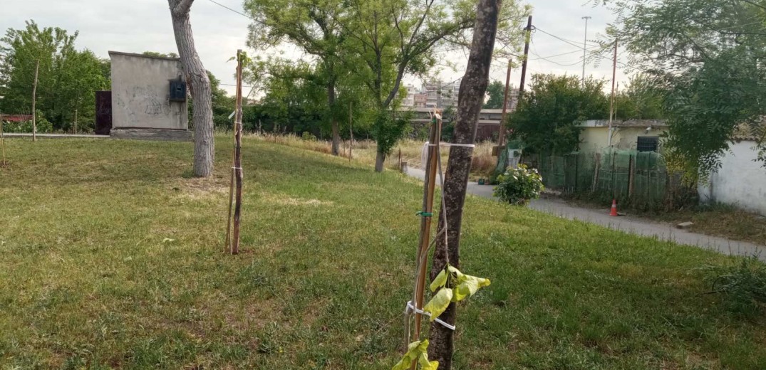 Θεσσαλονίκη: Βάνδαλοι κατέστρεψαν δέντρα που φυτεύτηκαν για τα θύματα των Τεμπών (ΦΩΤΟ)