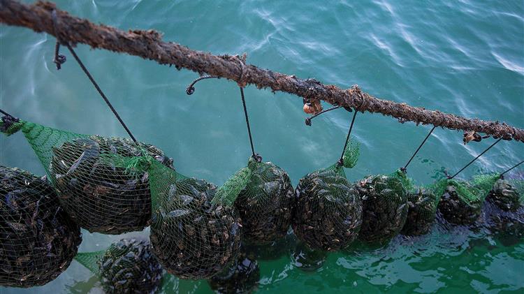 Θεσσαλονίκη: Συνελήφθη 63χρονος μυδοκαλλιεργητής