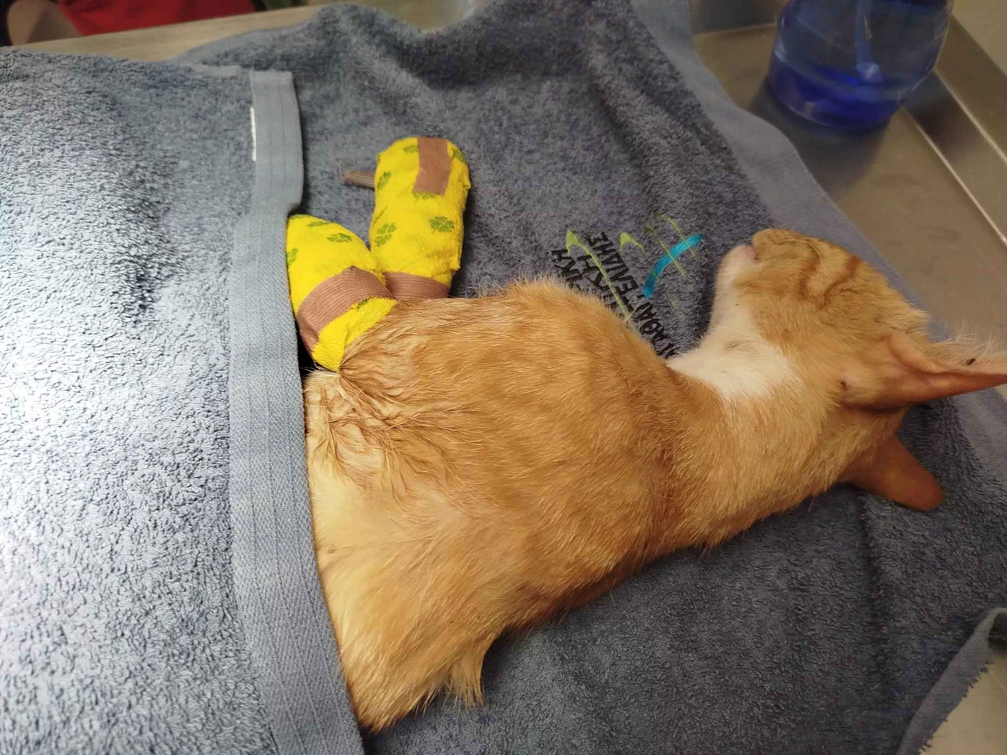 Θεσσαλονίκη: Τεράστιο το κλίμα συμπαράστασης για τον Ήφαιστο, τον γάτο με τα κομμένα πόδια (ΦΩΤΟ+Video)