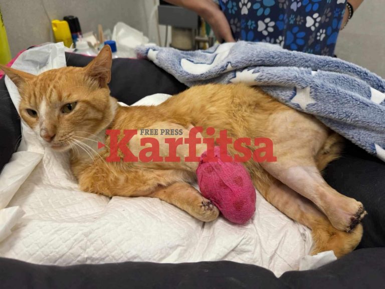 Θεσσαλονίκη: Η τεχνολογία των προσθετικών μελών που σχεδιάζονται για τον Ήφαιστο – Πώς θα μπορέσει να περπατήσει ξανά