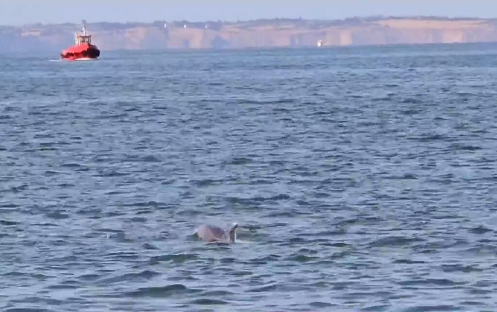 Δελφίνια μαγνήτισαν τα βλέμματα των τουριστών στην παραλία της Θεσσαλονίκης (Video)
