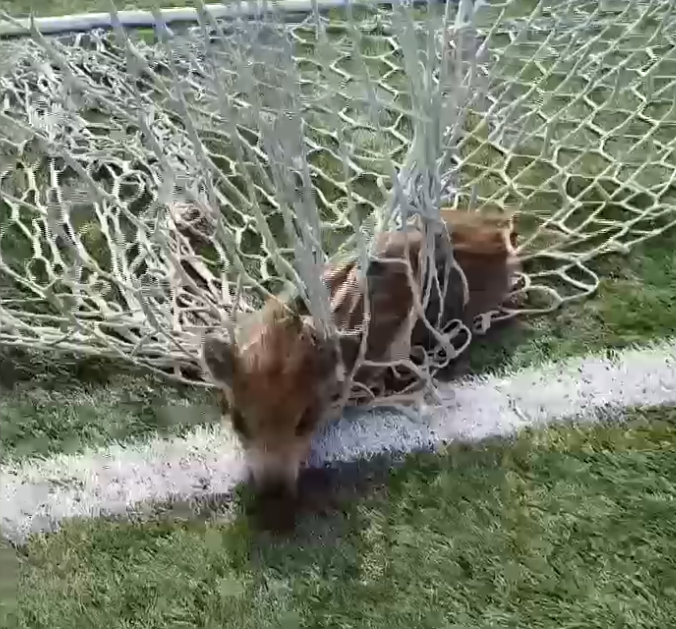 Θεσσαλονίκη: Αγριογουρουνάκι μπλέχτηκε στα δίχτυα τέρματος ποδοσφαίρου  (Video)