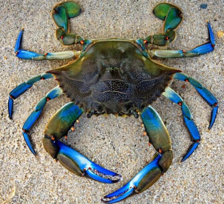 Θεσσαλονίκη: Έρχεται το Φεστιβάλ Μπλε Καβουριού στη Νέα Παραλία  