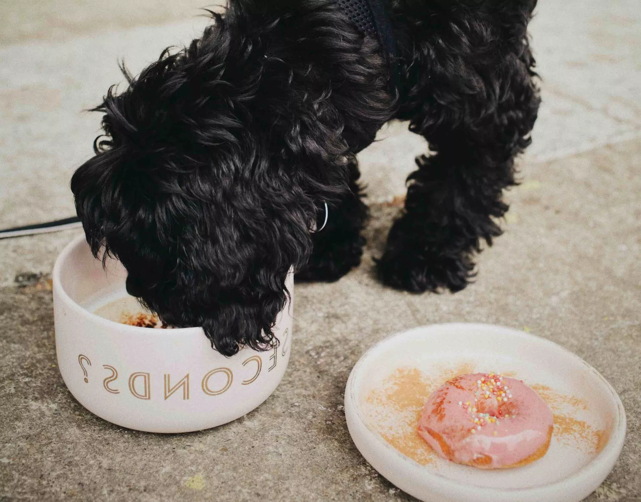 Μπολ τροφής και νερού: Πόσο συχνά πρέπει να τα πλένετε και με ποιον τρόπο