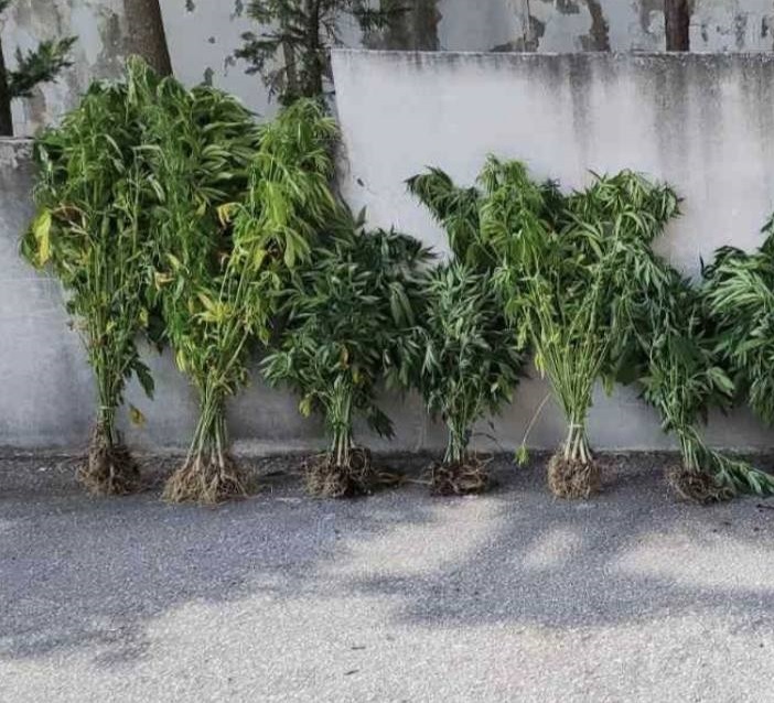 Θεσσαλονίκη: Σύλληψη άνδρα για καλλιέργεια χασισόδεντρων σε χωράφια (ΦΩΤΟ+Video)