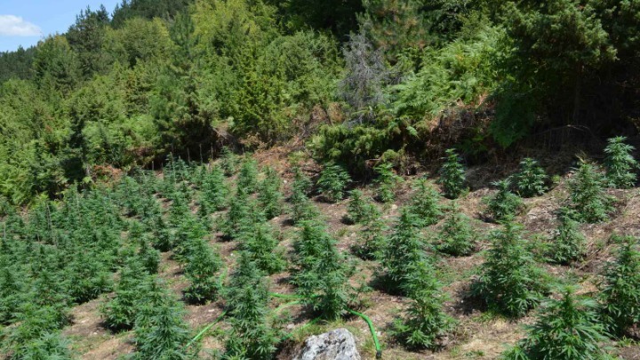 Κοζάνη: Εντοπίστηκε τεράστια χασισοφυτεία με 958 δενδρύλλια κάνναβης (Video)