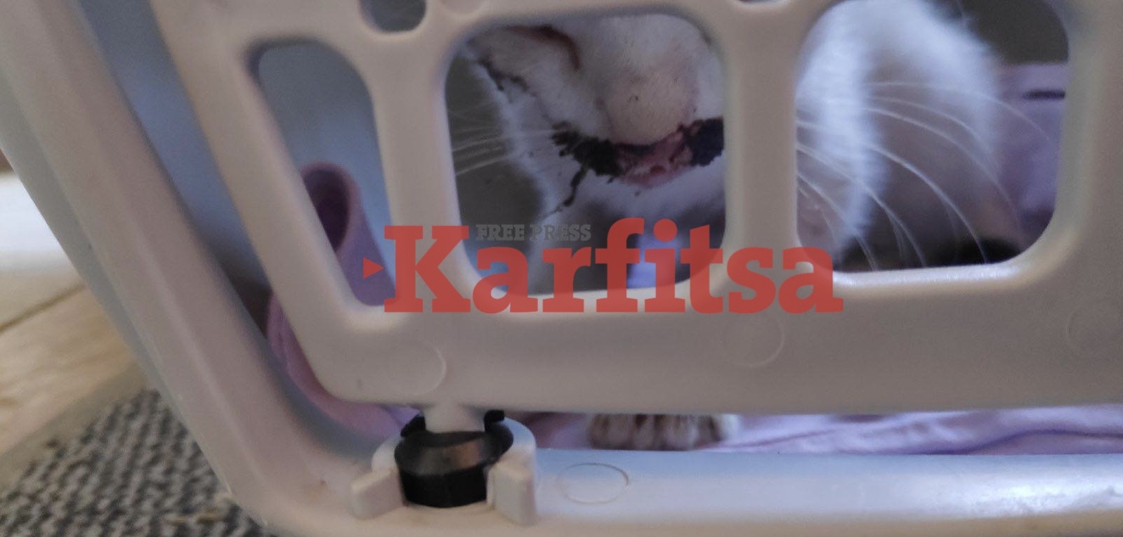 Θεσσαλονίκη: Κλώτσησαν γατάκι – Κυκλοφορούσε αιμόφυρτο για ώρες (ΦΩΤΟ+ Video)