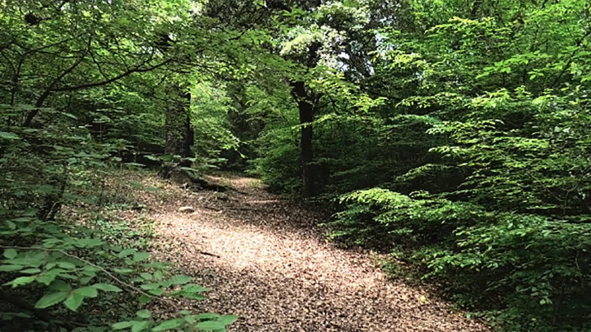 Προκήρυξη αγώνων ορεινού δρόμου «Πιέριδες Μούσες 2024» στα Ριζώματα Ημαθίας