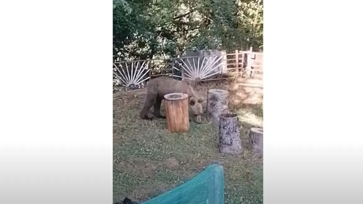 Αρκούδα έκανε βόλτες σε αυλή σπιτιού στα Γρεβενά (Video)