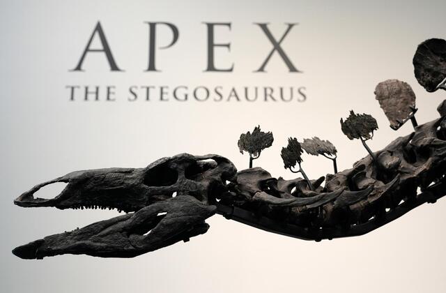 Σε τιμή ρεκόρ πωλήθηκε ο στεγόσαυρος «Apex» σε δημοπρασία