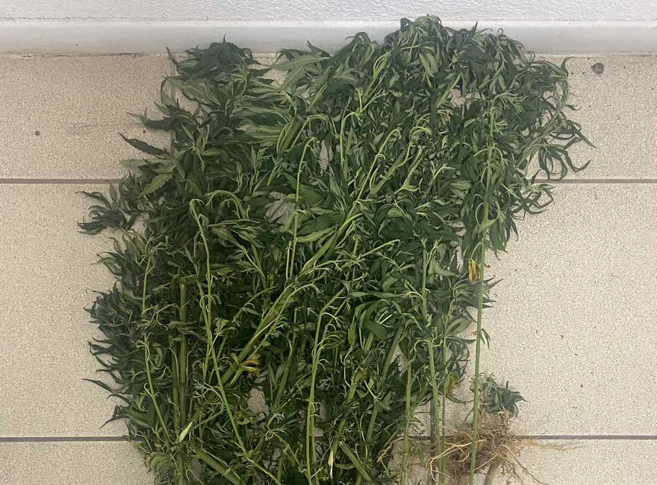 Πιερία: Συνελήφθη άνδρας που καλλιεργούσε 21 δενδρύλλια κάνναβης σε χωράφι