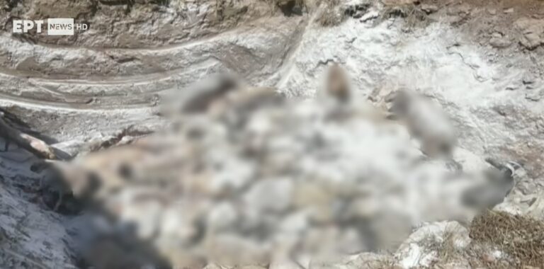 Πανώλη αιγοπροβάτων: Μηνυτήρια αναφορά Περιφερειάρχη Θεσσαλίας για τις εικόνες ταφής ζωντανών ζώων