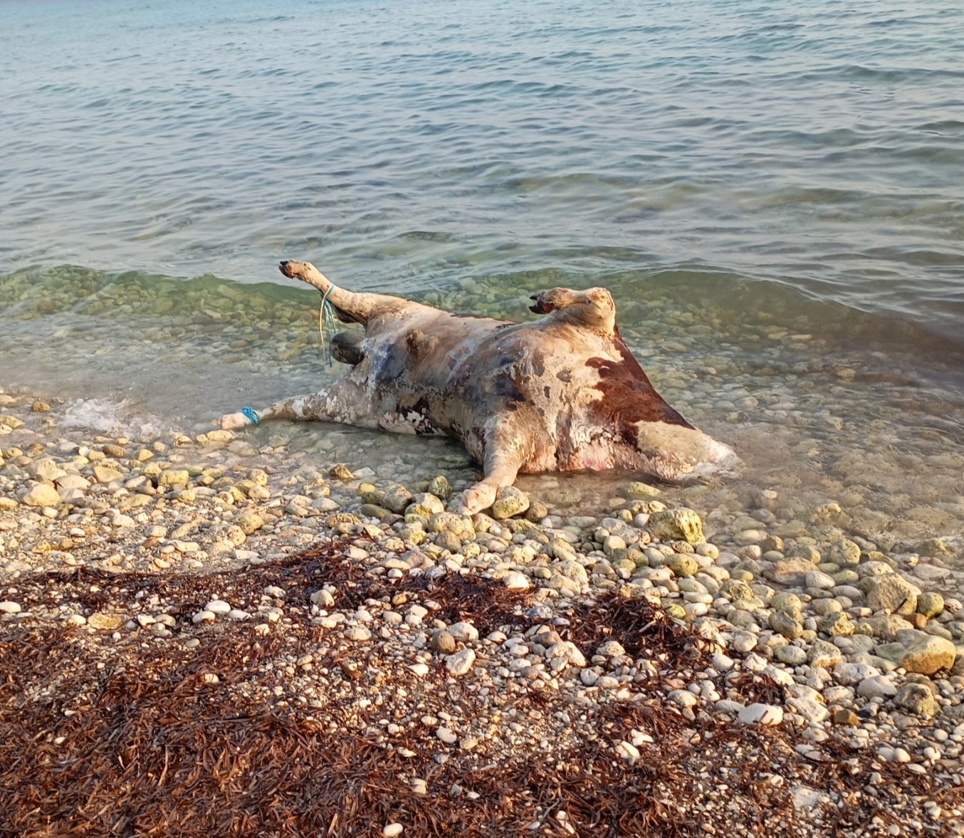Αποκρουστικό θέαμα στη Λευκάδα: Νεκρές αγελάδες ξέβρασε η θάλασσα