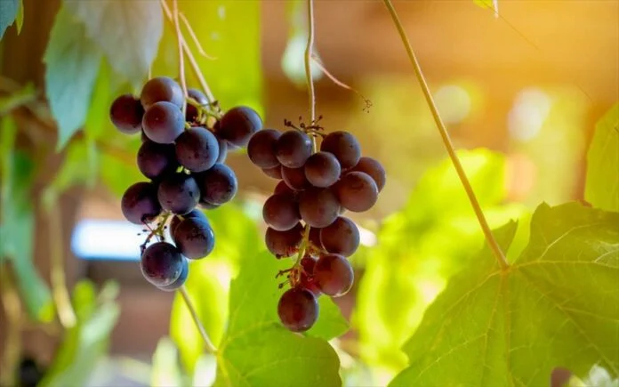 Θεσσαλονίκη: Οι υψηλές θερμοκρασίες έφεραν νωρίτερα τον τρύγο στον αστικό αμπελώνα