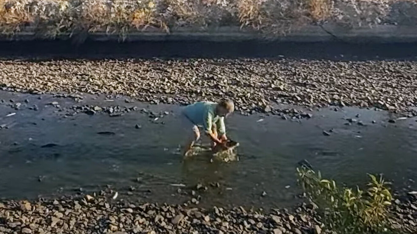 Θεσσαλία: Άνδρας σώζει τα ψάρια που σπαρταρούν στη λίμνη Κάρλα