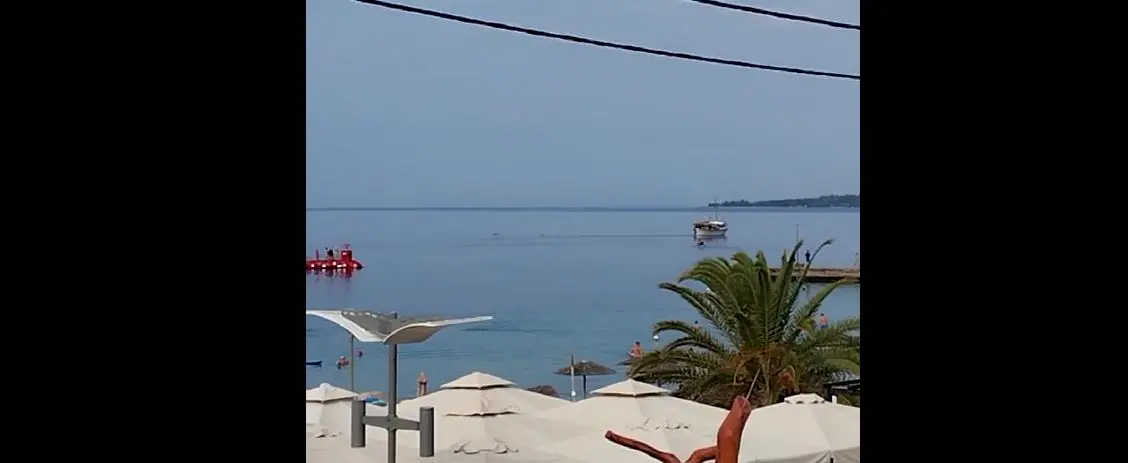 Δελφίνια βγήκαν σε παραλία μία ανάσα από λουόμενους στη Χαλκιδική! (Video)