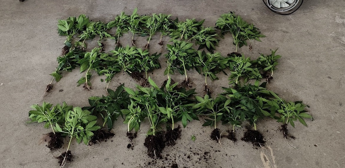 Ημαθία: 34χρονος καλλιεργούσε 31 δενδρύλλια κάνναβης στην αποθήκη του σπιτιού του (ΦΩΤΟ+Video)