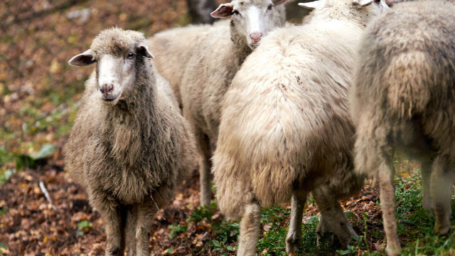 Πάνω από 14.000 ζώα έχουν θανατωθεί λόγω της πανώλης – Rapid test σε όσα εισάγονται στη χώρα