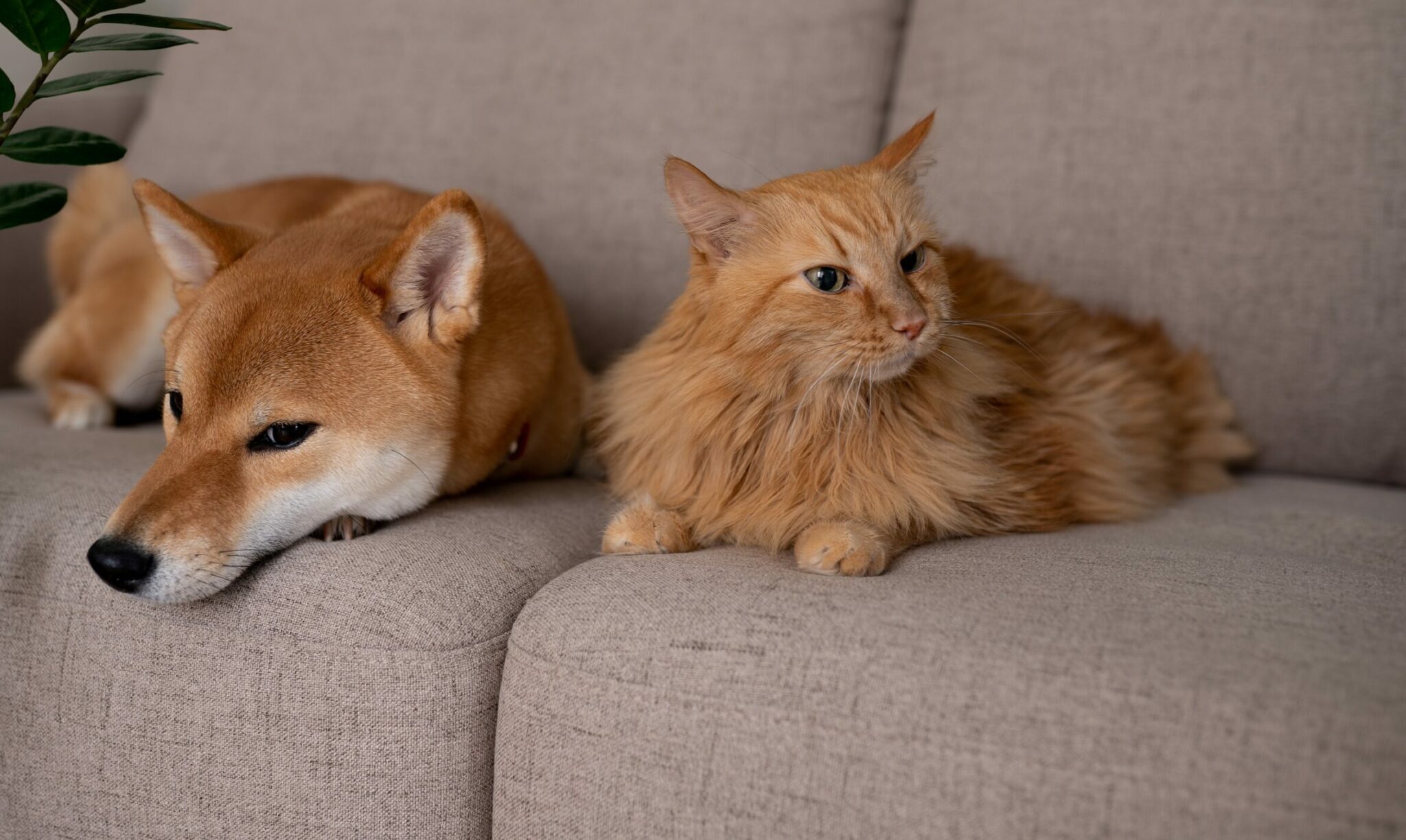 5 λόγοι που κάποιες γάτες συμπεριφέρονται σαν να είναι σκύλοι