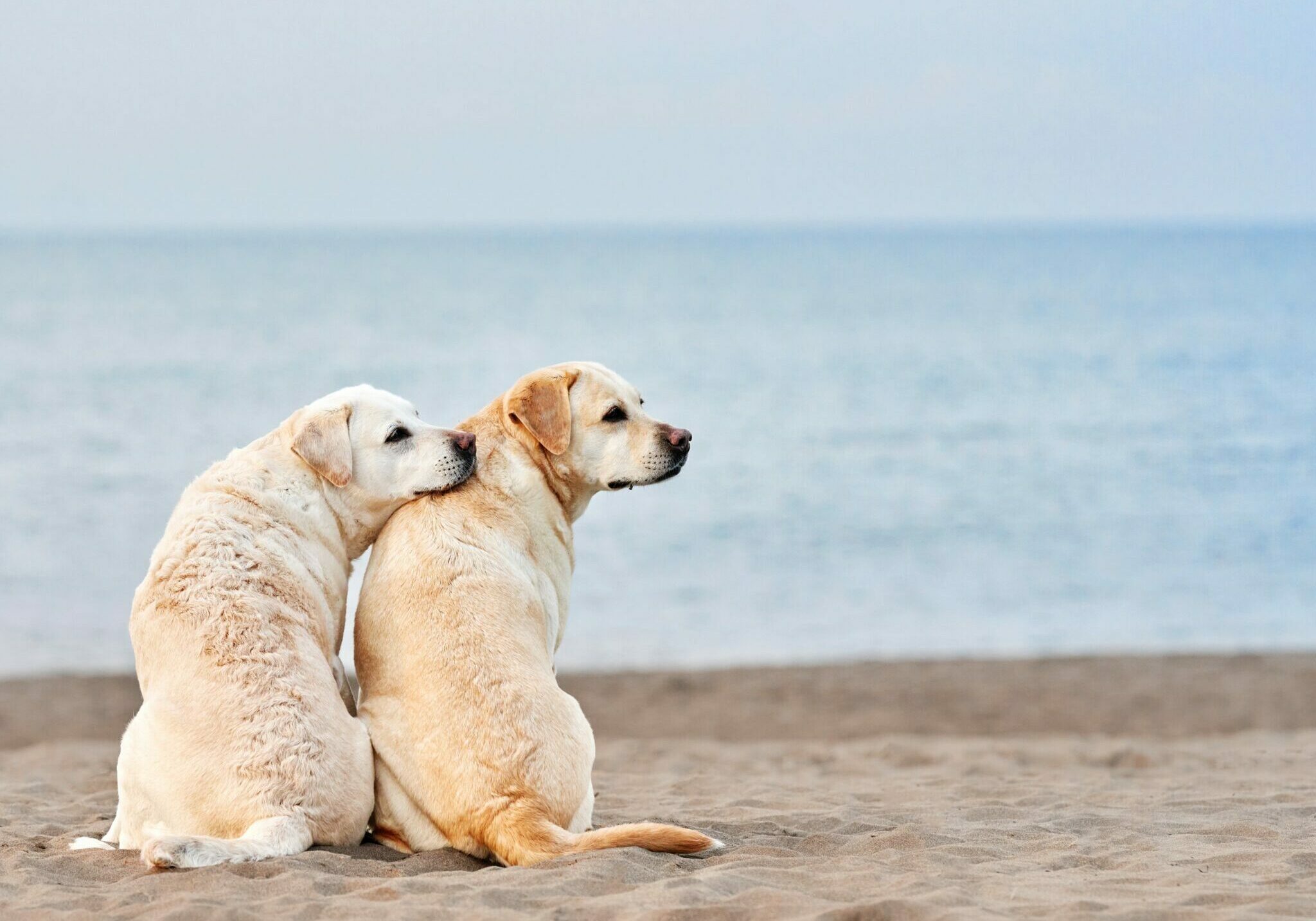 Οι διαφορές μεταξύ αρσενικών και θηλυκών σκύλων