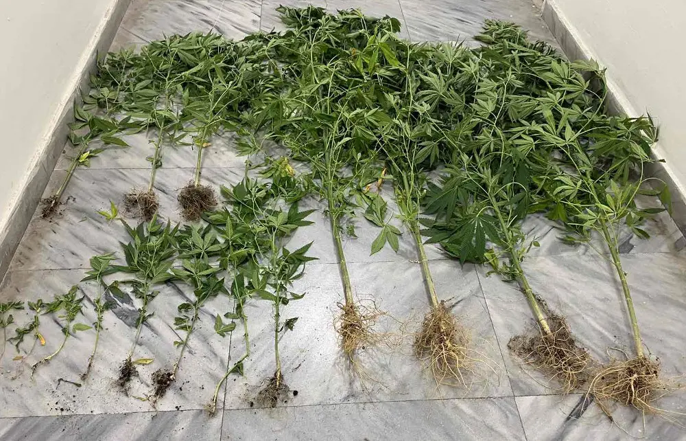 Πέλλα: Καλλιεργούσε 15 χασισόδεντρα σε γλάστρες