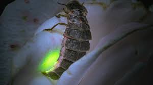 Ηνωμένο Βασίλειο: Γοήτευσαν τους συμμετέχοντες έρευνες για τις πυγολαμπίδες