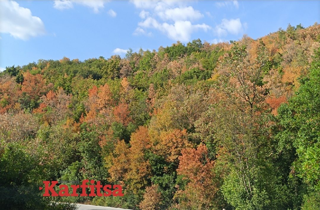 Κλιματική αλλαγή: Γιατί φέτος το καλοκαίρι τα δάση θυμίζουν φθινόπωρο πιο νωρίς από το αναμενόμενο - Τι εξηγεί δασολόγος (ΦΩΤΟ)