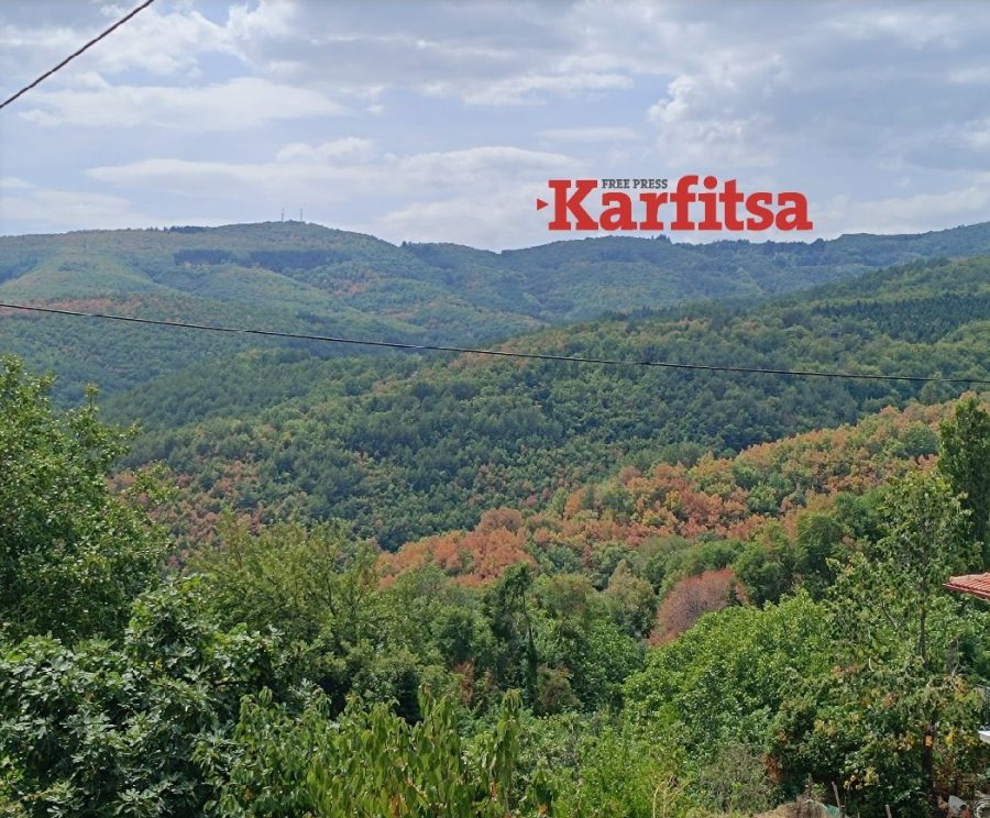 Κλιματική αλλαγή: Γιατί φέτος το καλοκαίρι τα δάση θυμίζουν φθινόπωρο πιο νωρίς από το αναμενόμενο - Τι εξηγεί δασολόγος (ΦΩΤΟ)