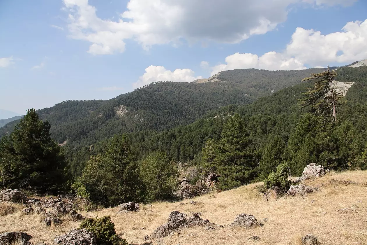Χαλκιδική: Απαγόρευση κυκλοφορίας σήμερα λόγω υψηλού κινδύνου πυρκαγιάς