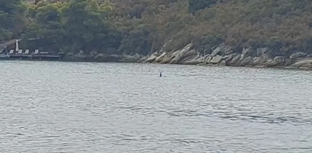 Δελφίνια κλέβουν την παράσταση στα ανοιχτά της Νήσου Διαπόρου (Video)