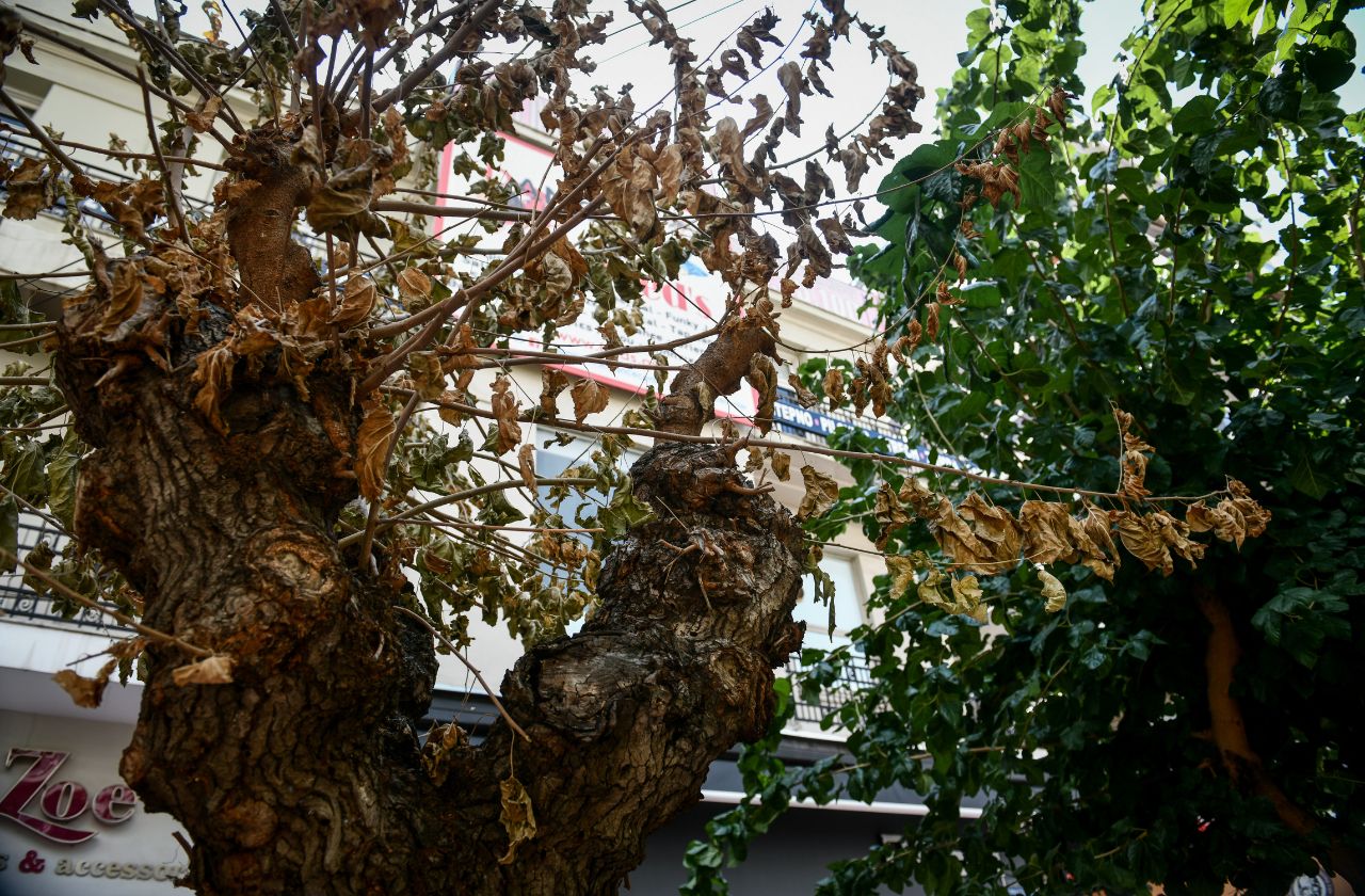 Θεσσαλονίκη: Τεράστιο μανιτάρι φύτρωσε σε δέντρο στο κέντρο (ΦΩΤΟ)