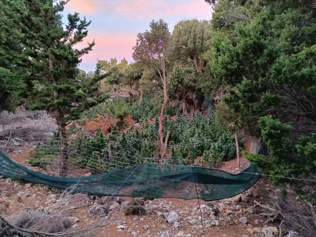 Ηράκλειο: Φυτεία κάνναβης με 227 δενδρύλλια εκρίζωσαν λίγο πριν από τη συγκομιδή οι αστυνομικοί