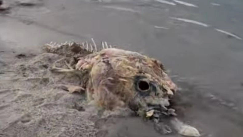 Μυστηριώδες πλάσμα ξεβράστηκε σε παραλία αλλά κανένας δεν γνωρίζει τι είναι (Video)